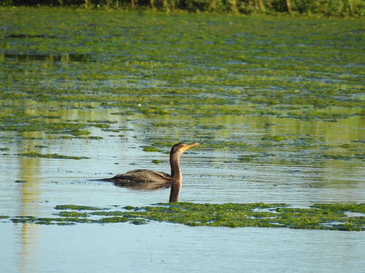 Double-crested Cormorant - ML622006036