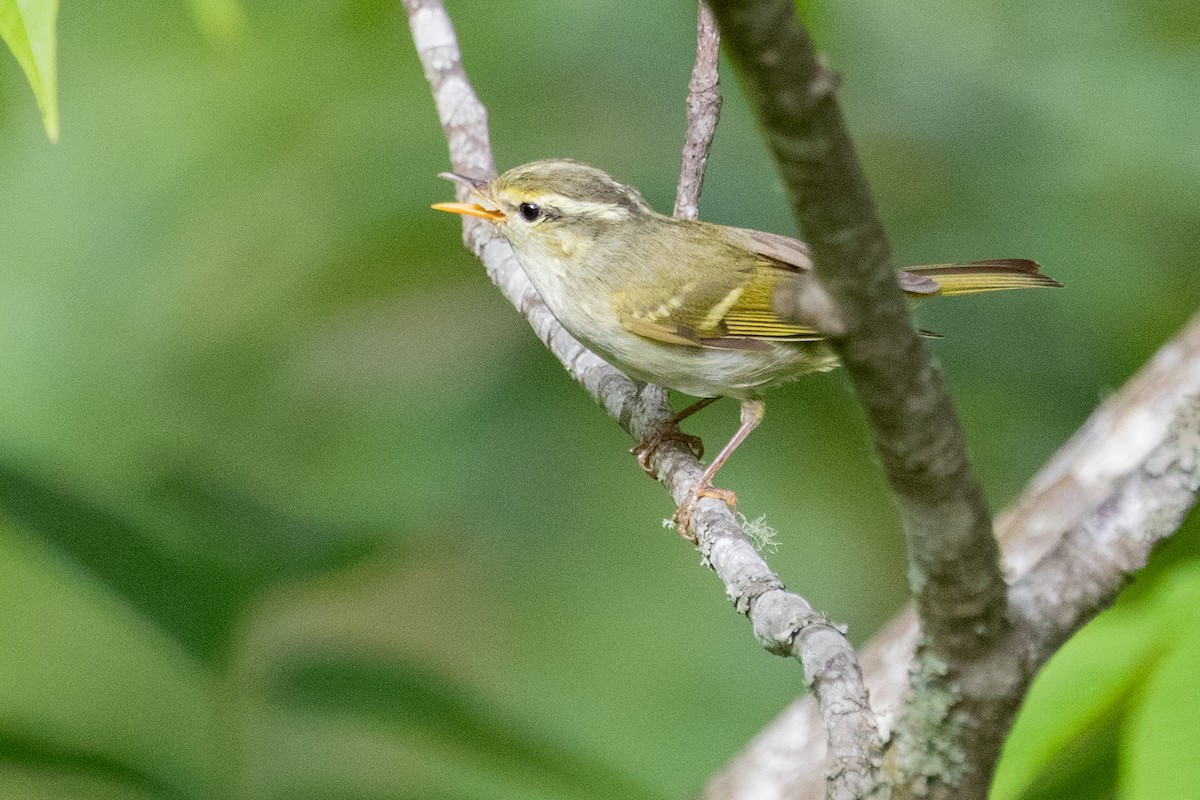 Davison's Leaf Warbler - ML622006049