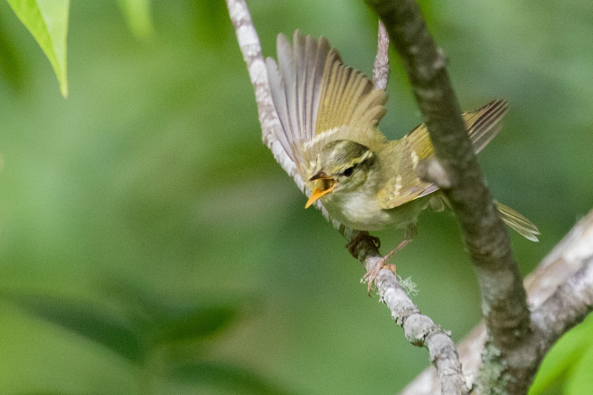 Davison's Leaf Warbler - ML622006059