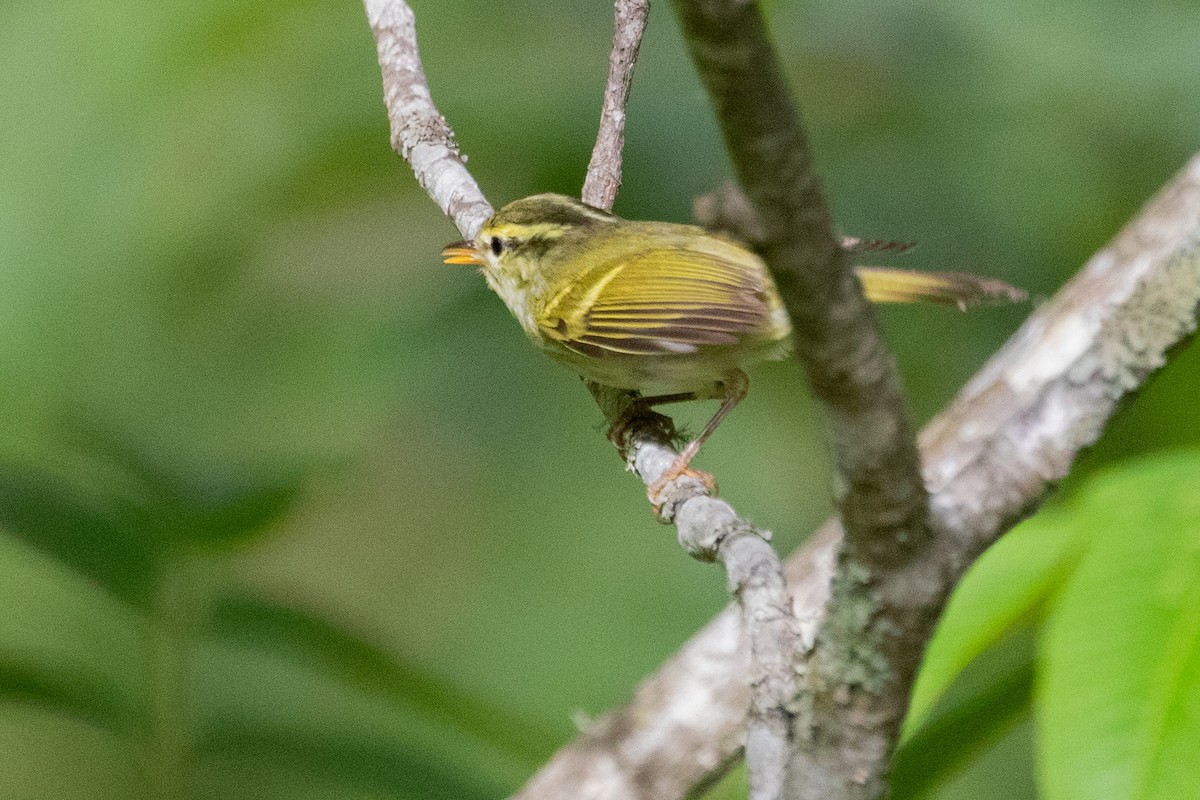 Davison's Leaf Warbler - ML622006061