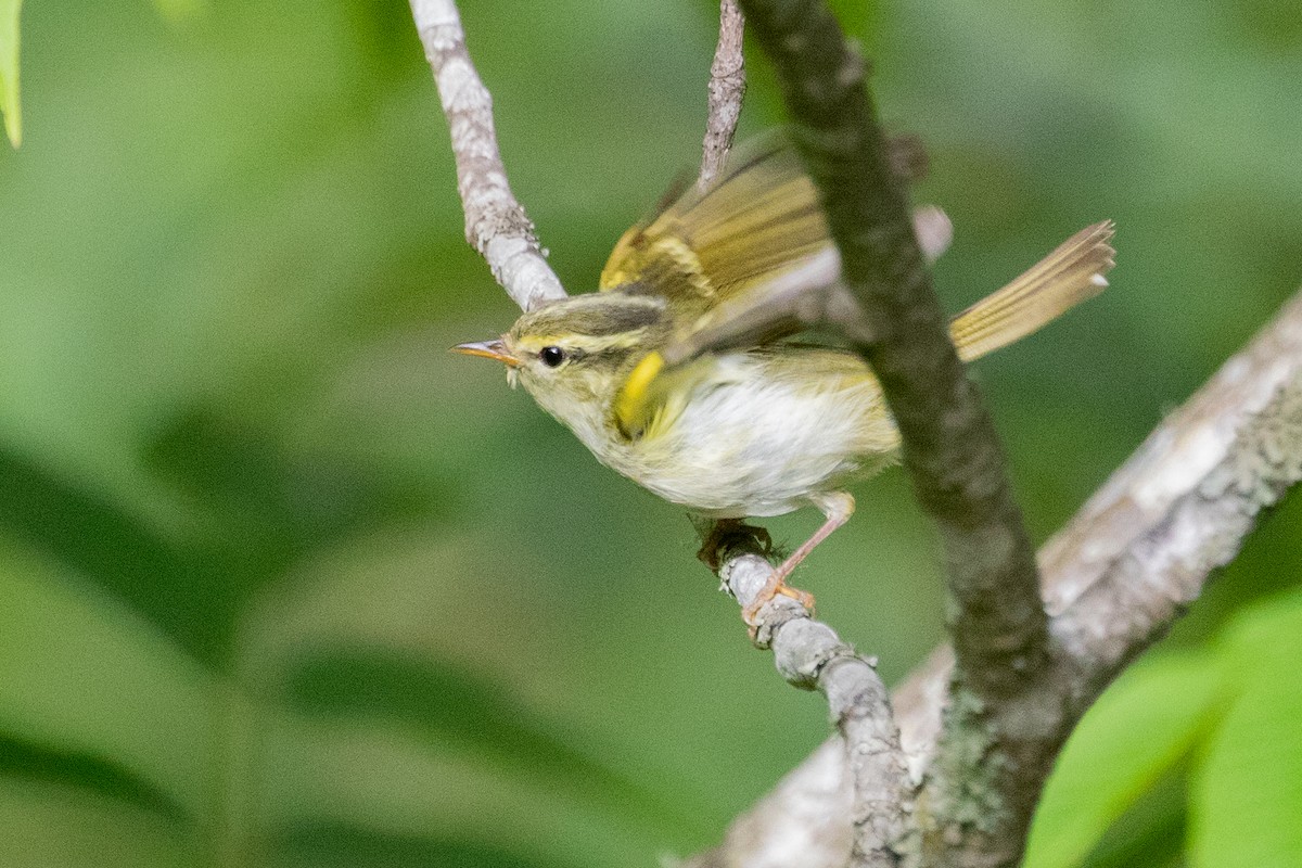 Davison's Leaf Warbler - ML622006062