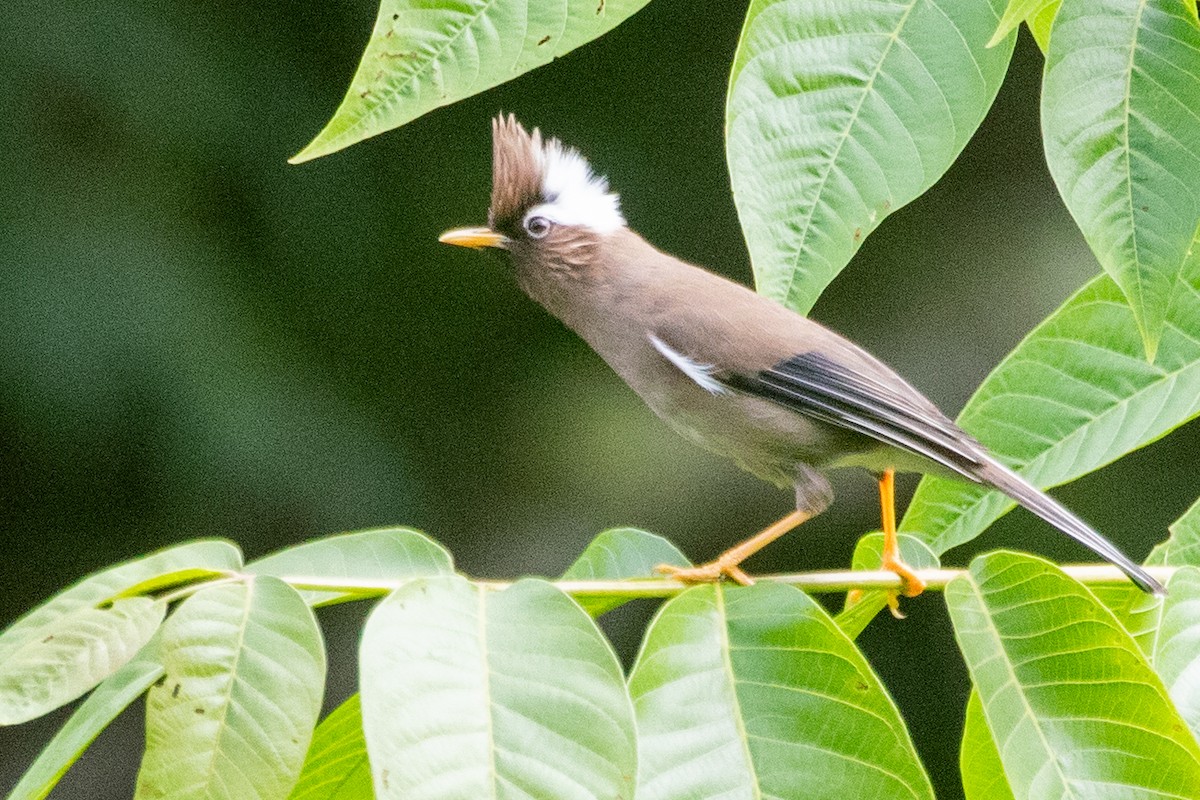 White-collared Yuhina - ML622006088