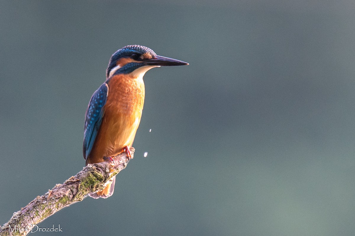 Common Kingfisher - ML622006254