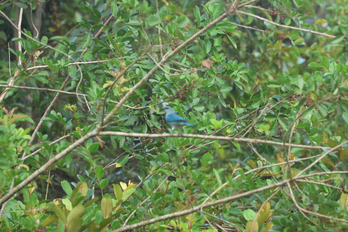 Sayaca Tanager - Alexander Johnson