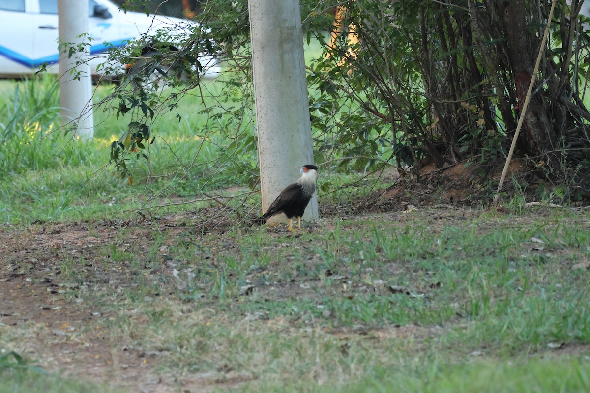 Caracara huppé - ML622006333