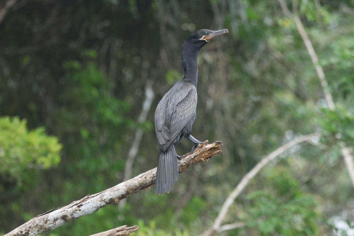 Cormoran vigua - ML622006376