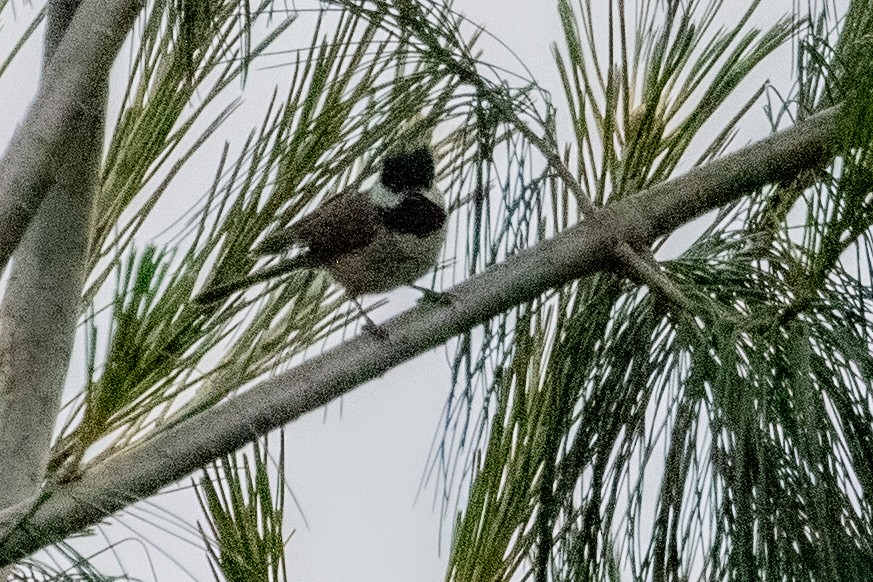 Black-bibbed Tit - ML622006385