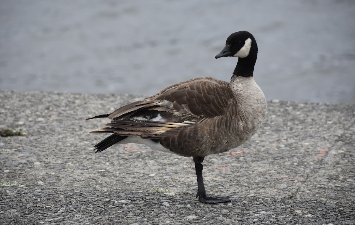 Cackling Goose (Taverner's) - ML622006386