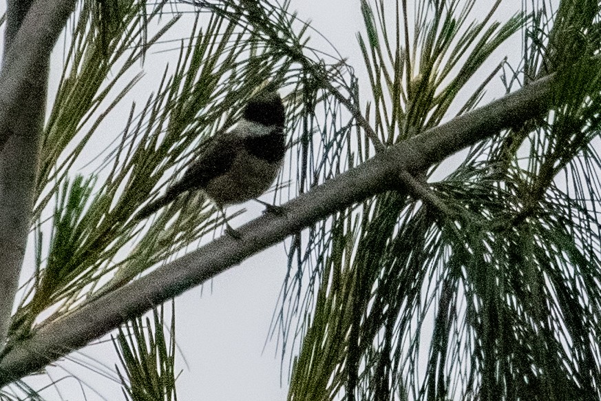 Black-bibbed Tit - Sue Wright