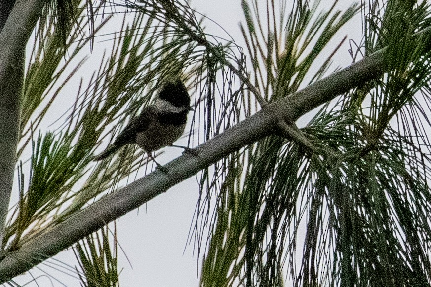 Black-bibbed Tit - ML622006390