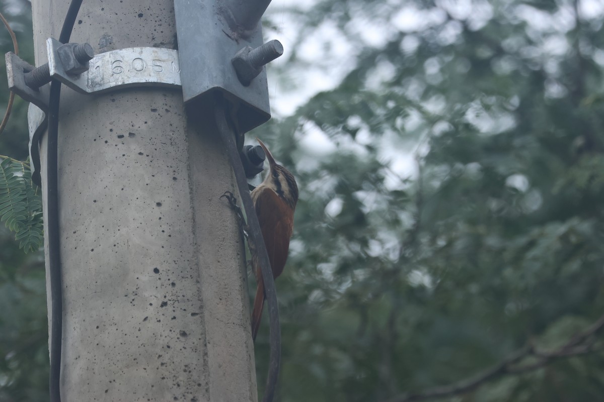 Narrow-billed Woodcreeper - ML622006428