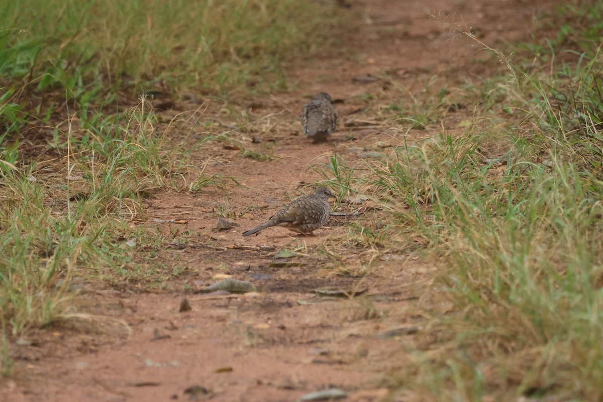 Scaled Dove - ML622006438