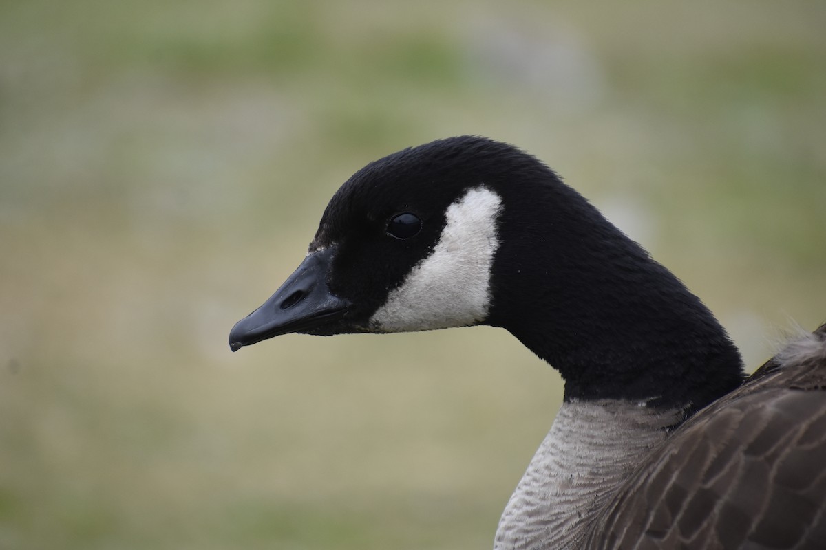 Cackling Goose (Taverner's) - ML622006439
