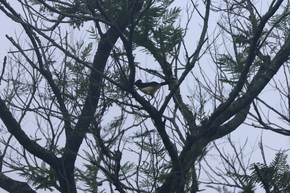 Plush-crested Jay - ML622006450