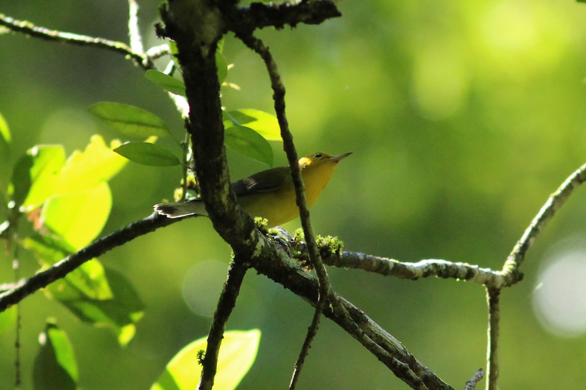 Prothonotary Warbler - ML622006491