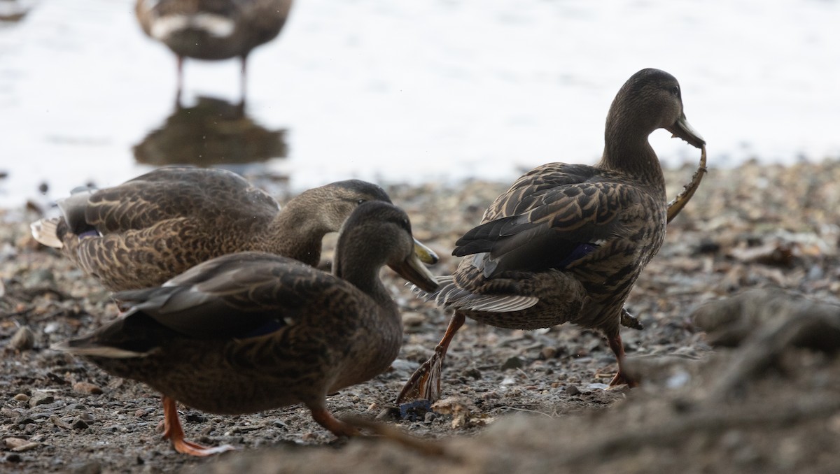 Mallard - Jason Forbes