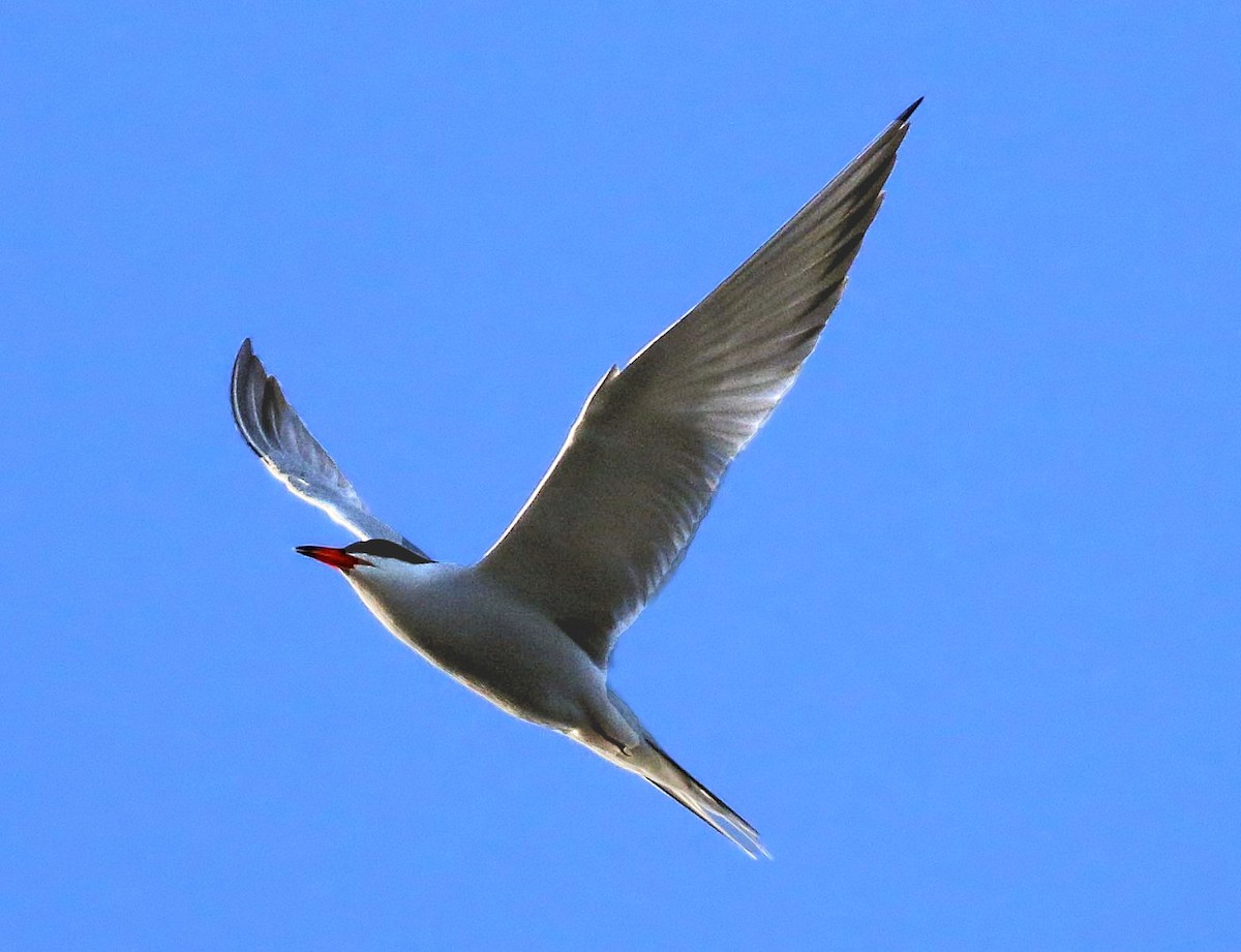 Common Tern - Keith Lowe