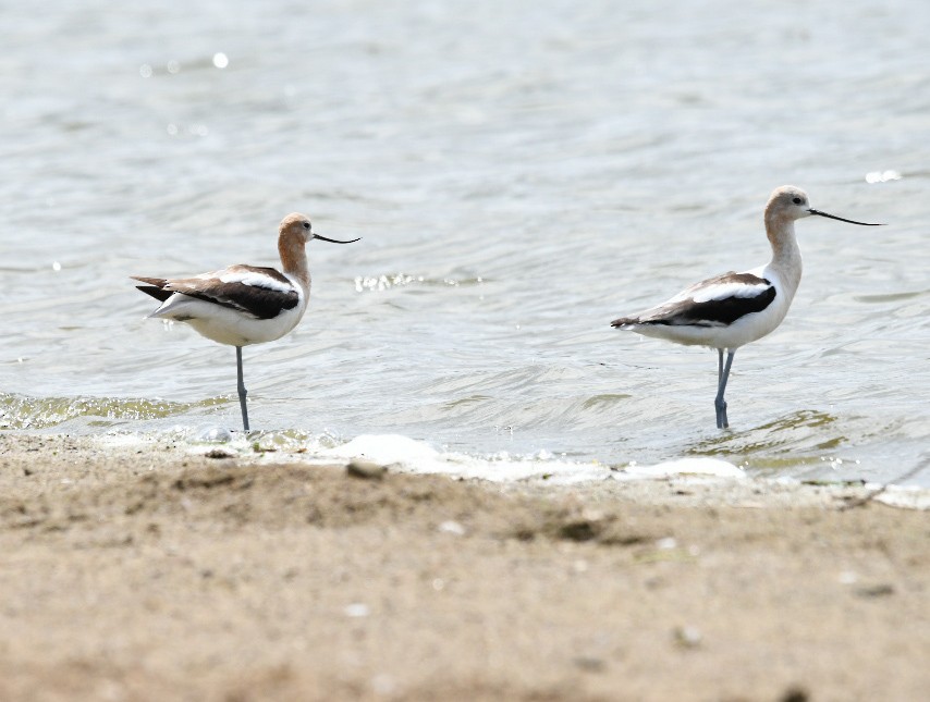 American Avocet - ML622006828