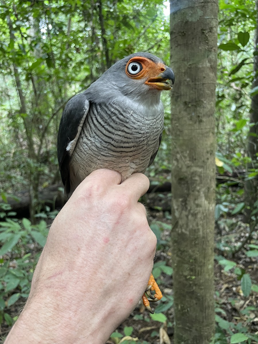 Lined Forest-Falcon - ML622006956