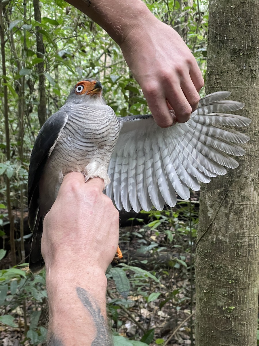 Lined Forest-Falcon - ML622006958