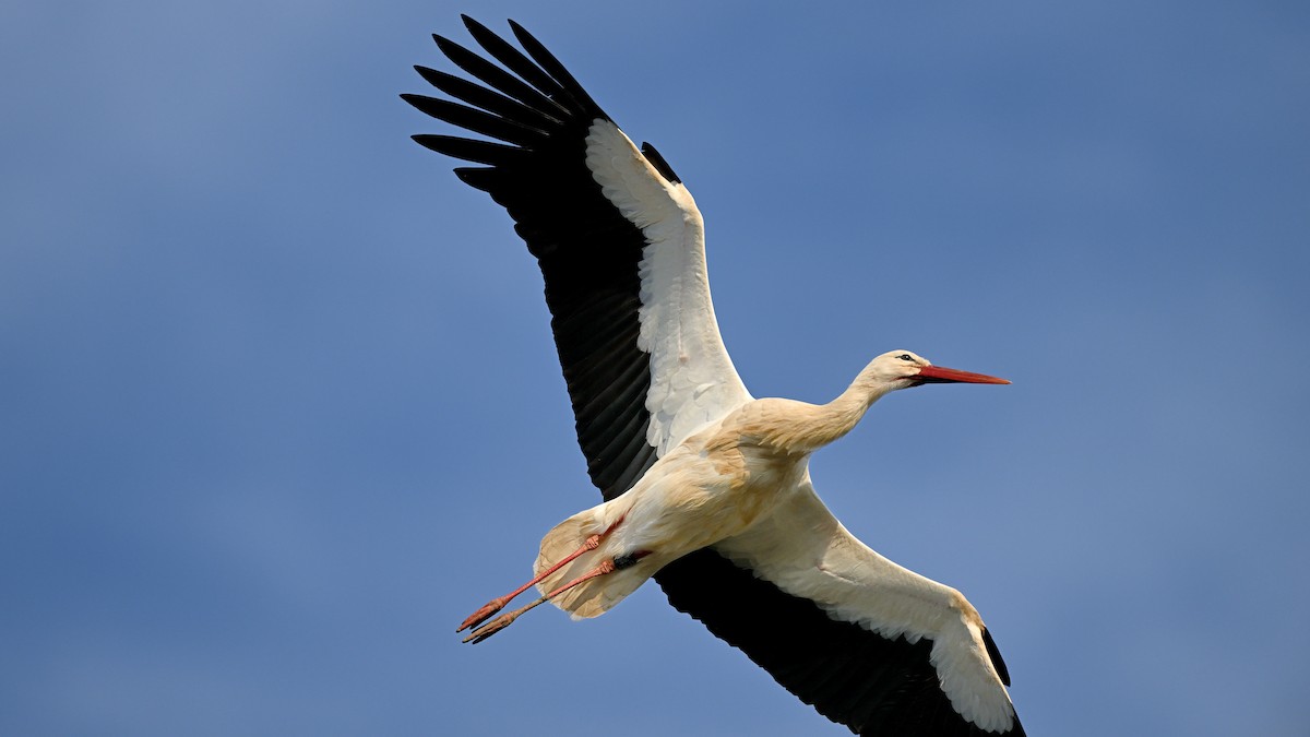 White Stork - ML622006974