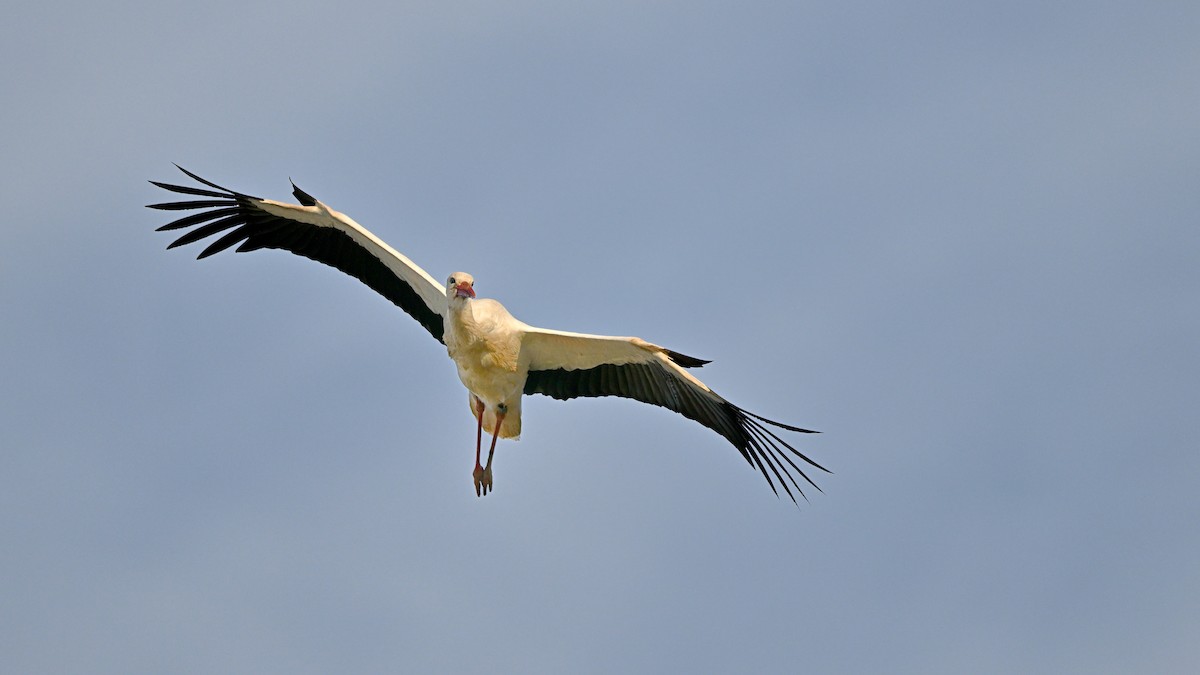 White Stork - ML622006975