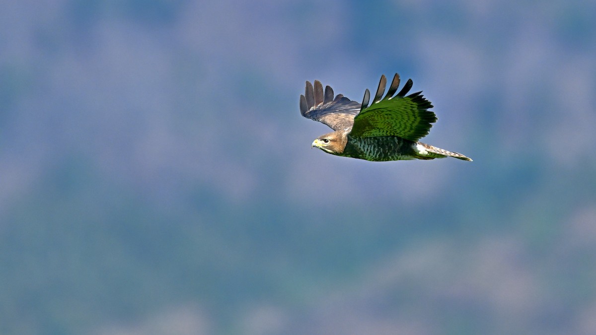 Common Buzzard - ML622006986