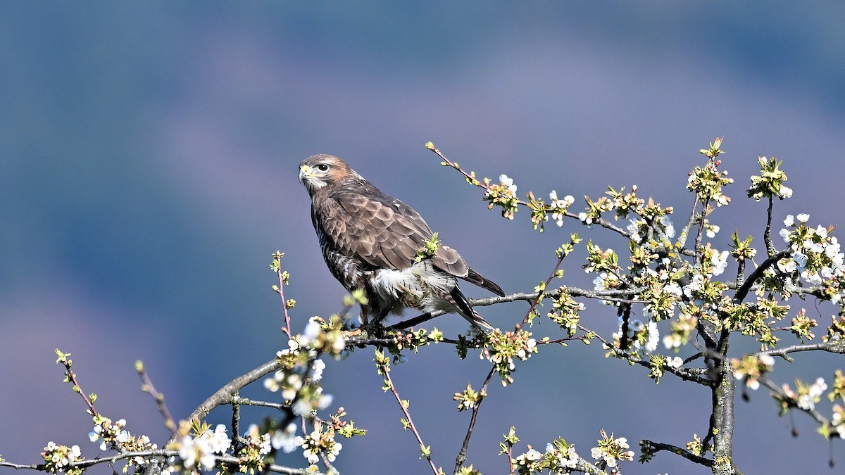 Common Buzzard - ML622006987