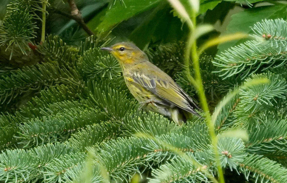 Cape May Warbler - ML622006992