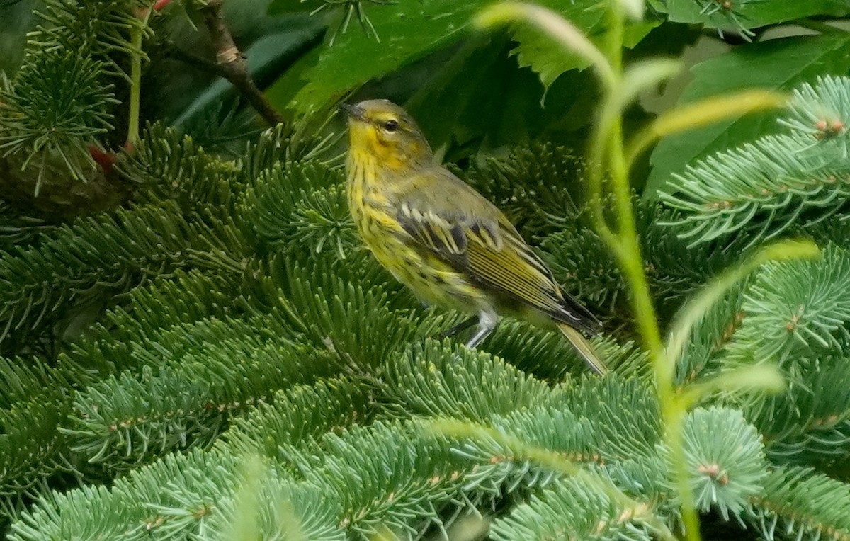 Cape May Warbler - ML622006993