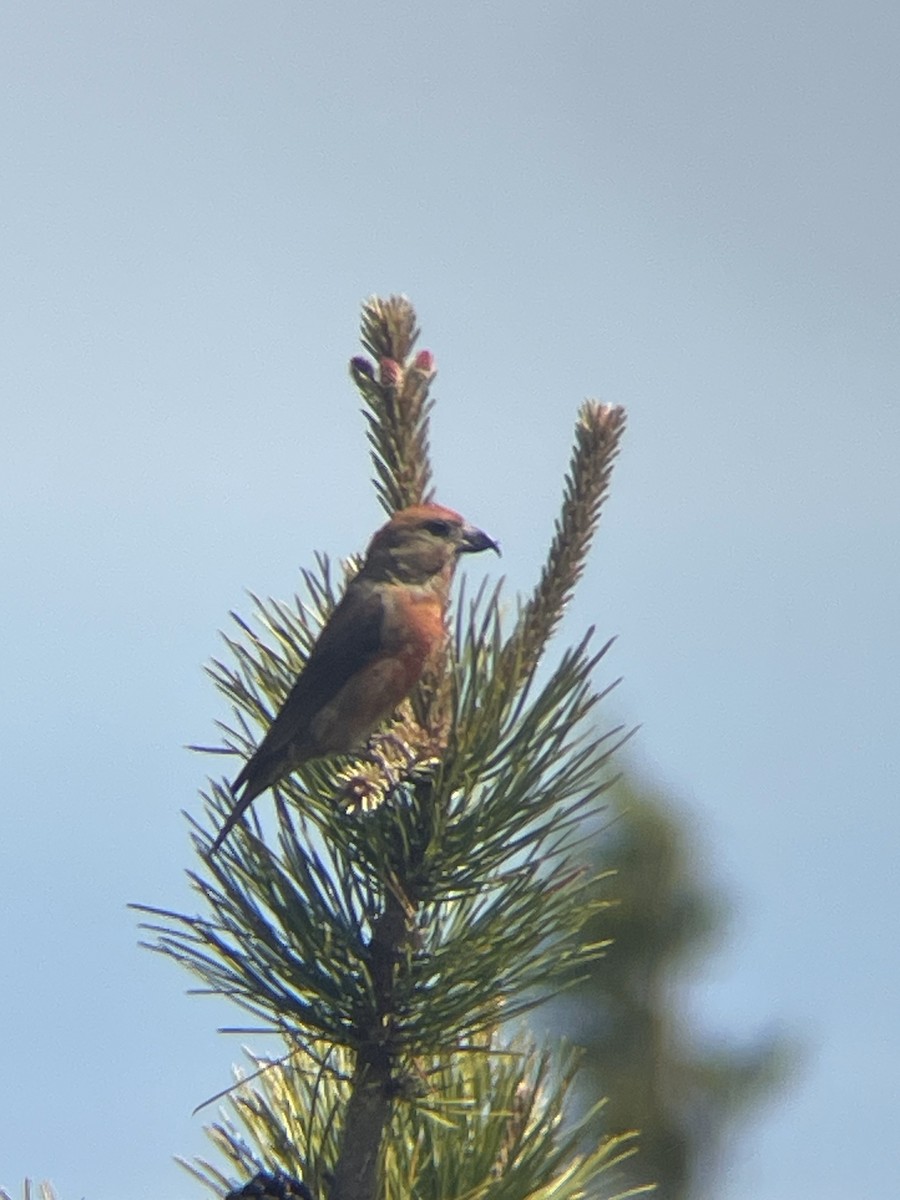 Red Crossbill - ML622007017
