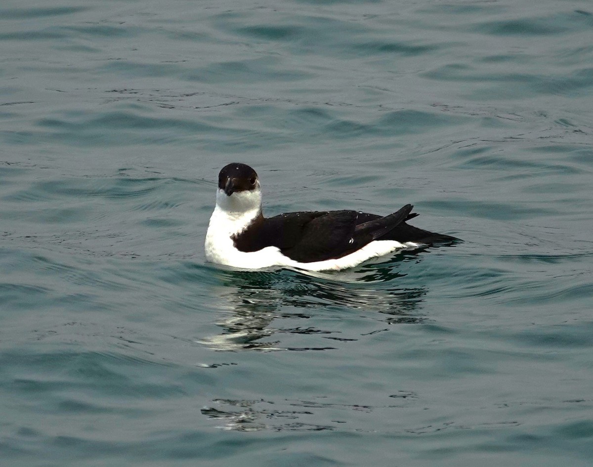 Razorbill - Edurne Ugarte