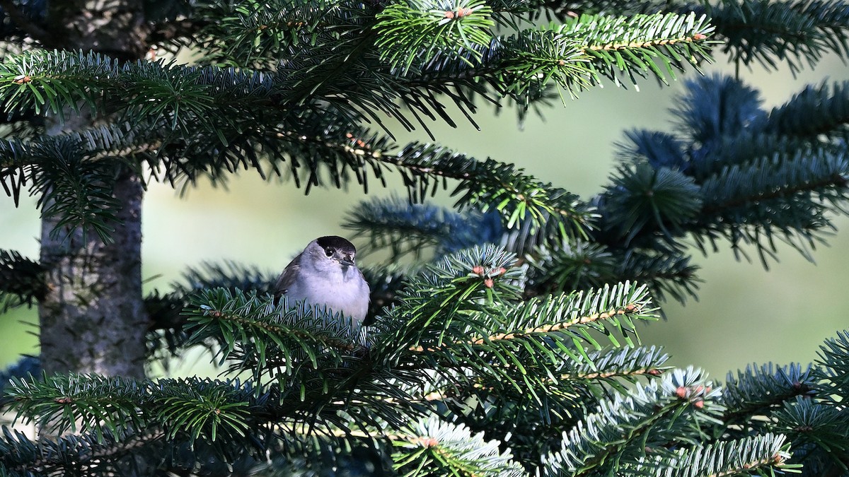 Eurasian Blackcap - ML622007057