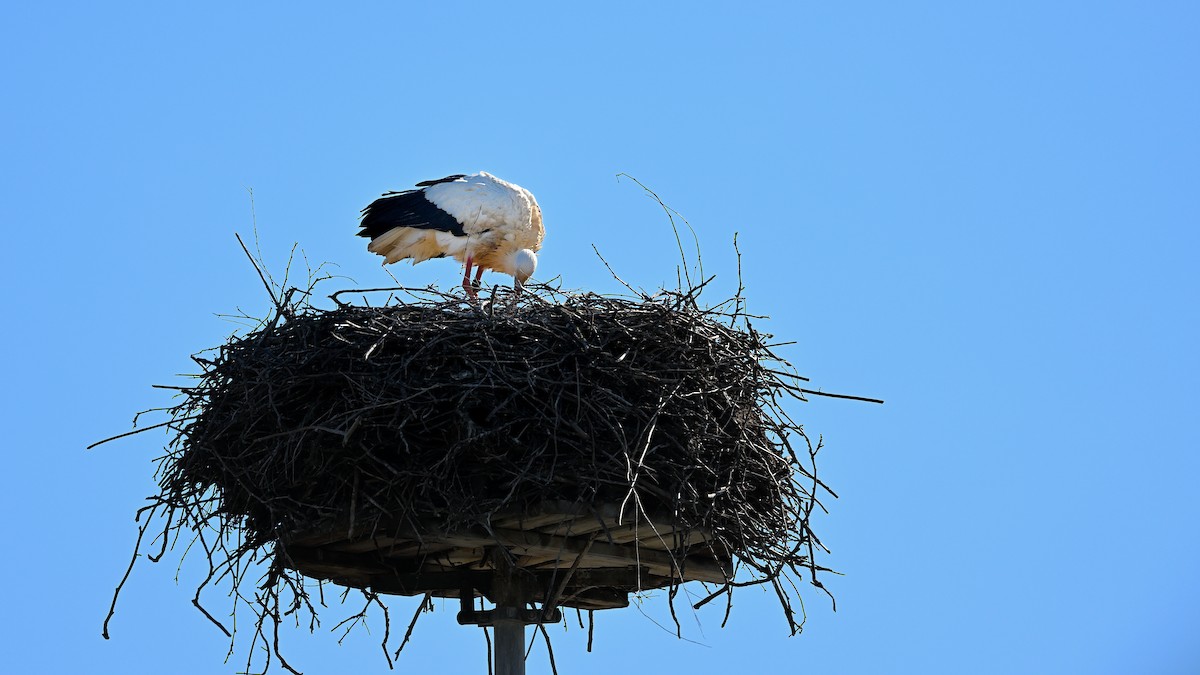 White Stork - ML622007060