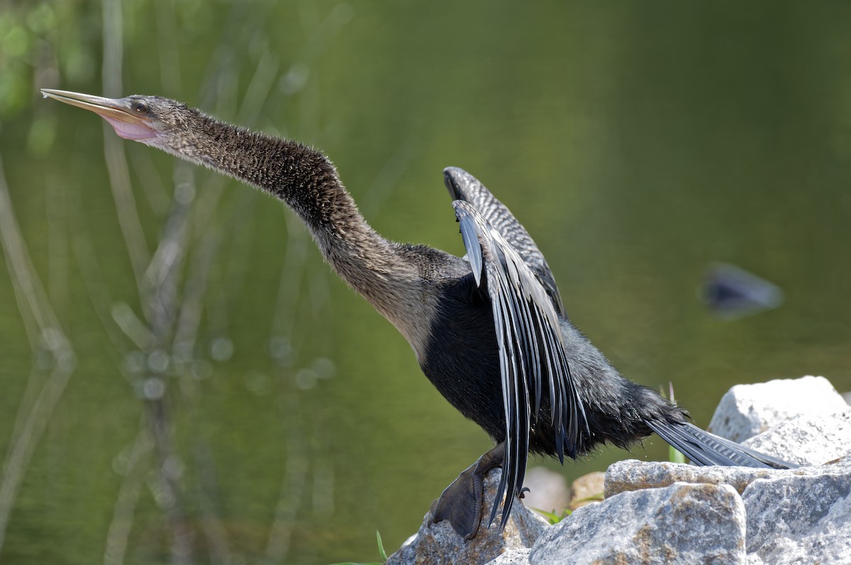 Anhinga - ML622007063