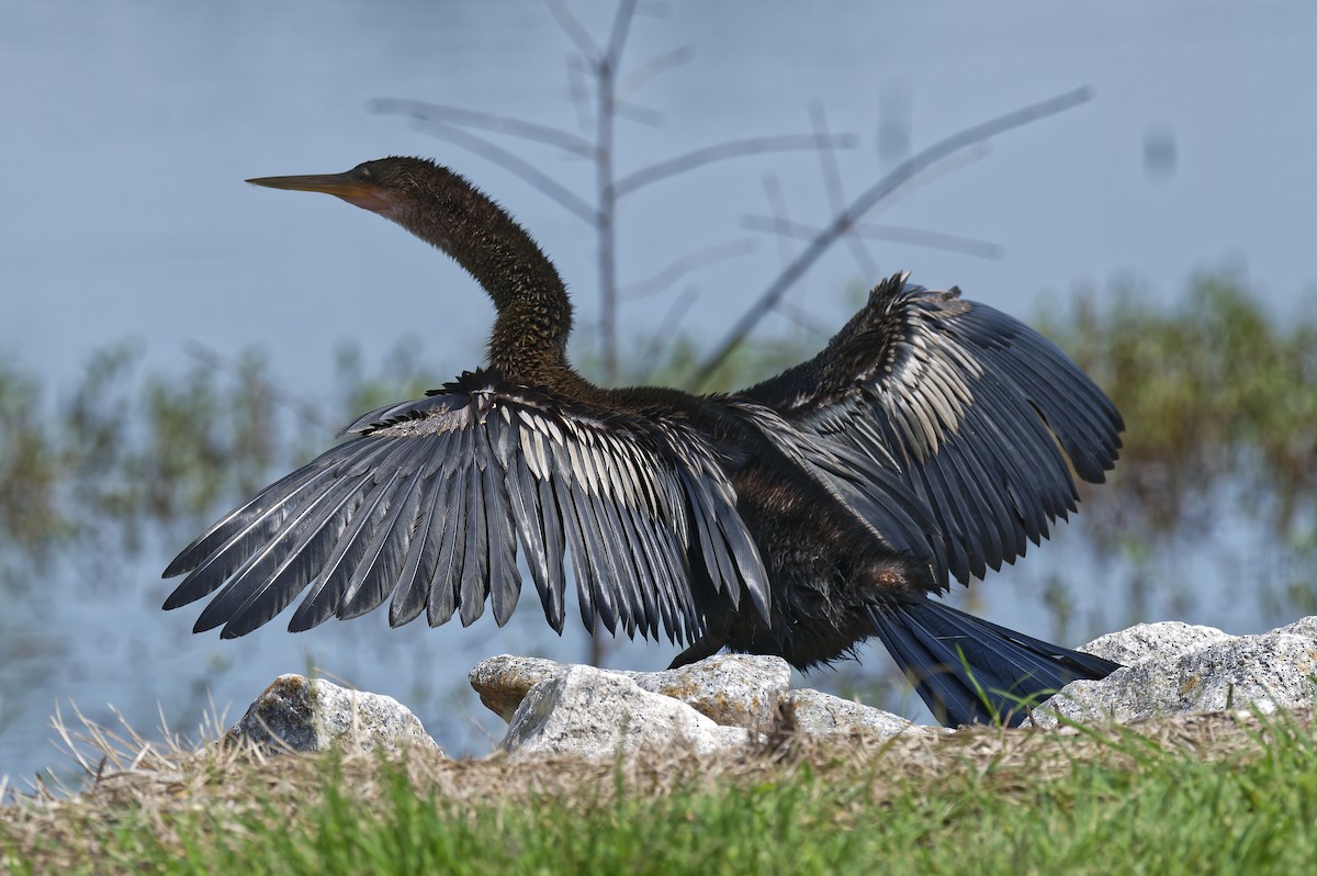 Anhinga - ML622007064