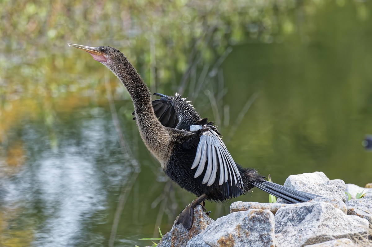Anhinga - ML622007065