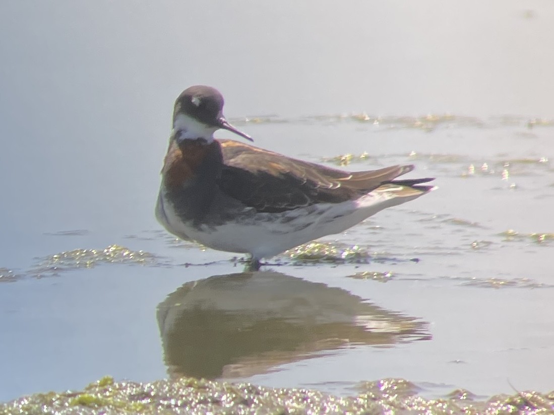 Red-necked Phalarope - ML622007070