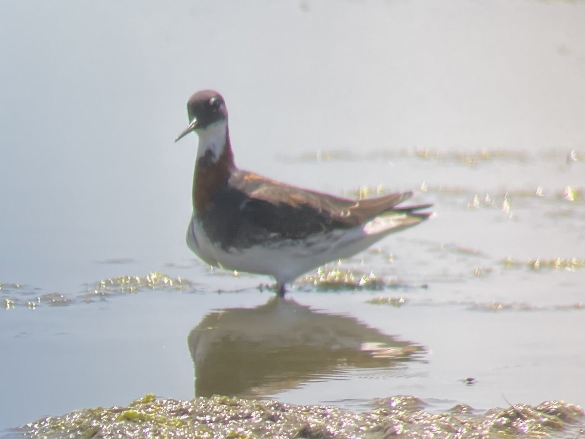 Red-necked Phalarope - ML622007071