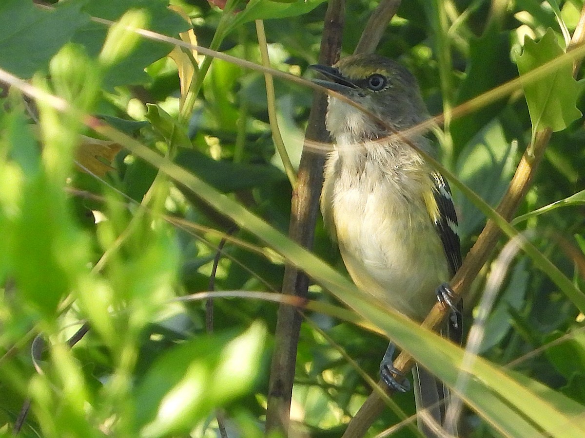 White-eyed Vireo - ML622007081