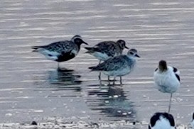 Black-bellied Plover - Kenneth Mamitsuka