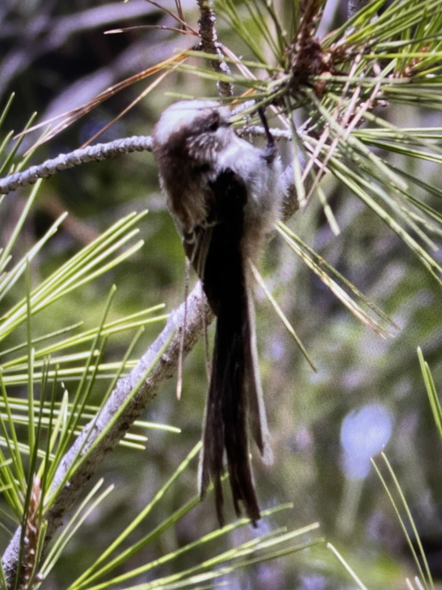 Long-tailed Tit - ML622007169