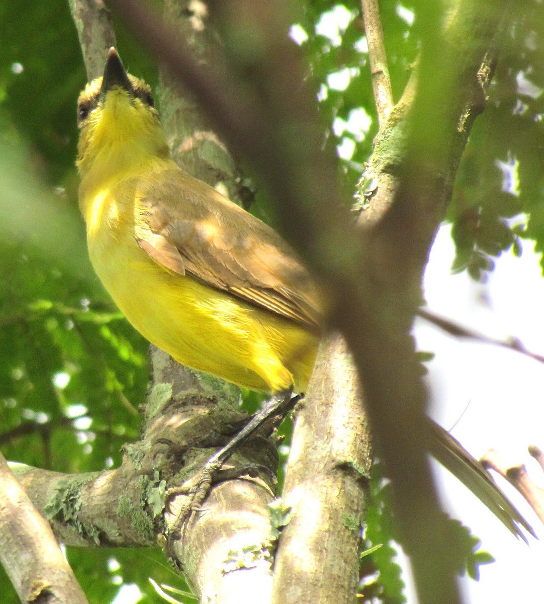 Lemon-browed Flycatcher - Emilio Martínez Sabarís