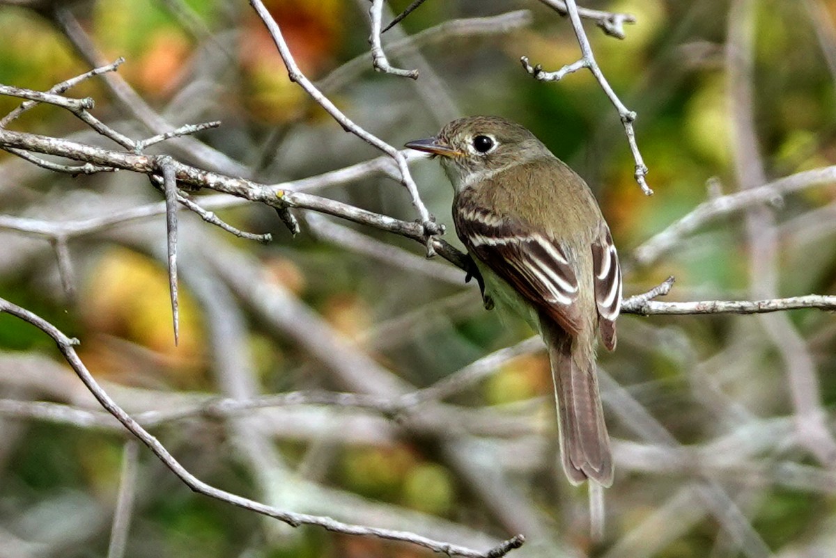 Least Flycatcher - Louise Courtemanche 🦅