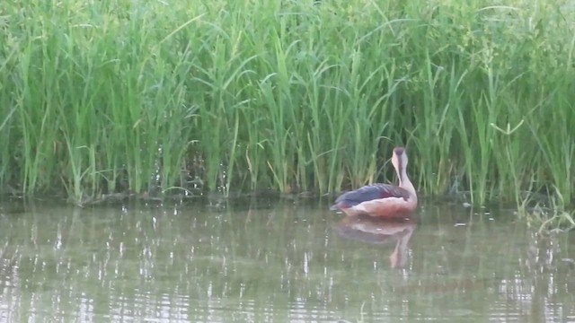 Lesser Whistling-Duck - ML622007276