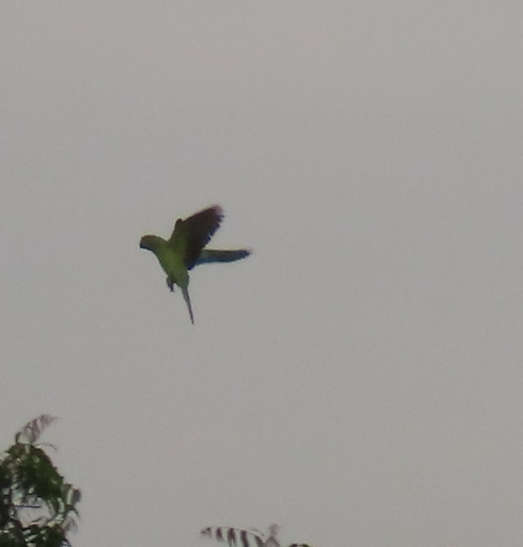 Rose-ringed Parakeet - ML622007302