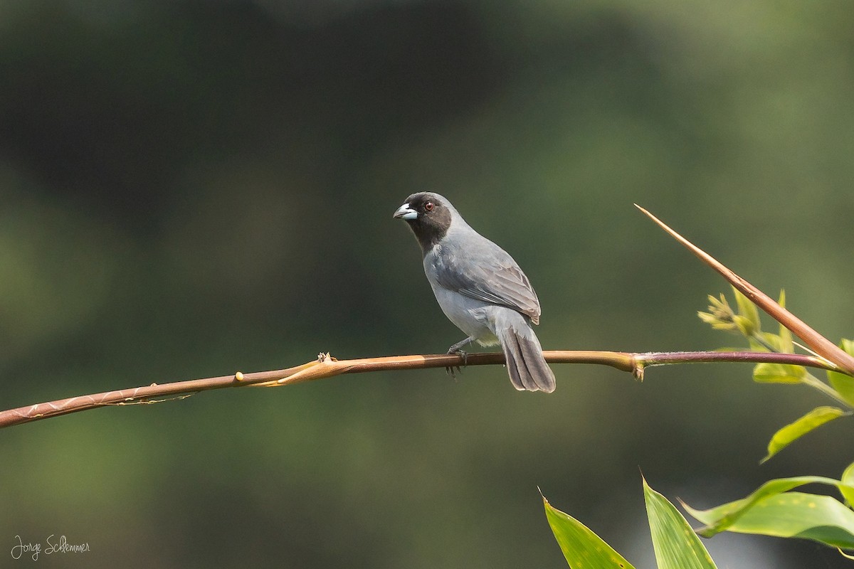 Black-faced Tanager - ML622007320