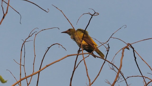 Indian Golden Oriole - ML622007332