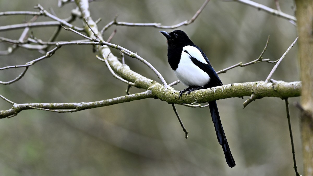 Eurasian Magpie - ML622007460