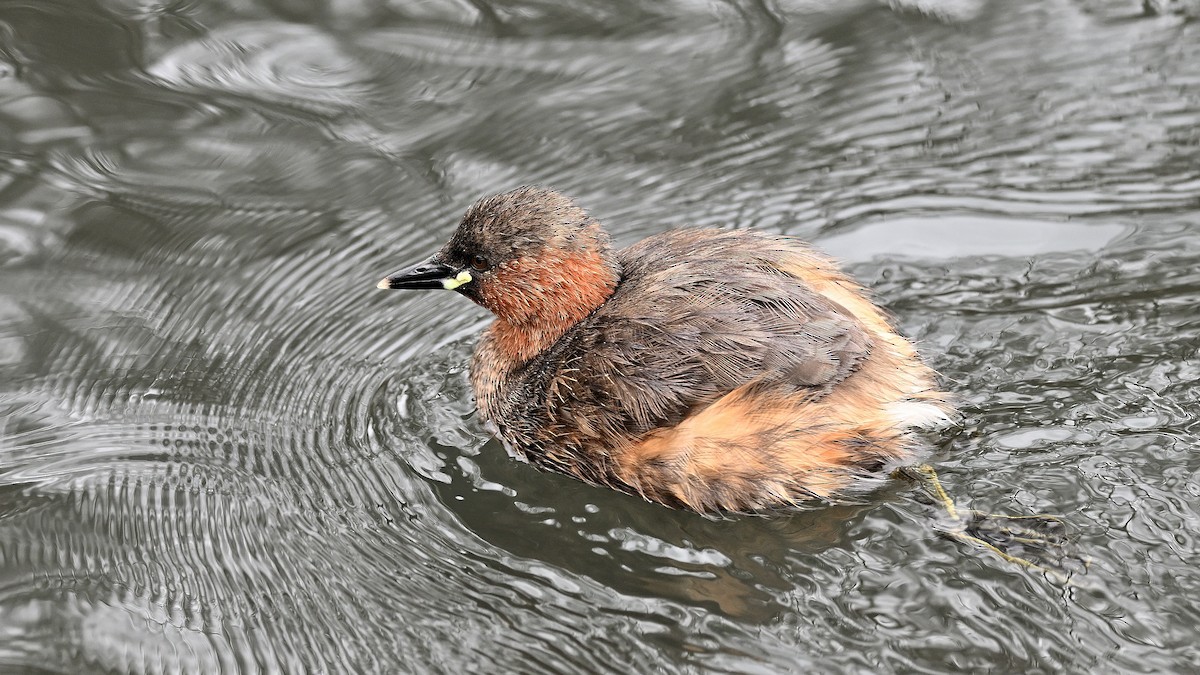 Little Grebe - ML622007486